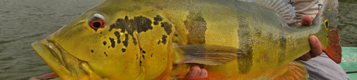 Peacock Bass Fly Fishing