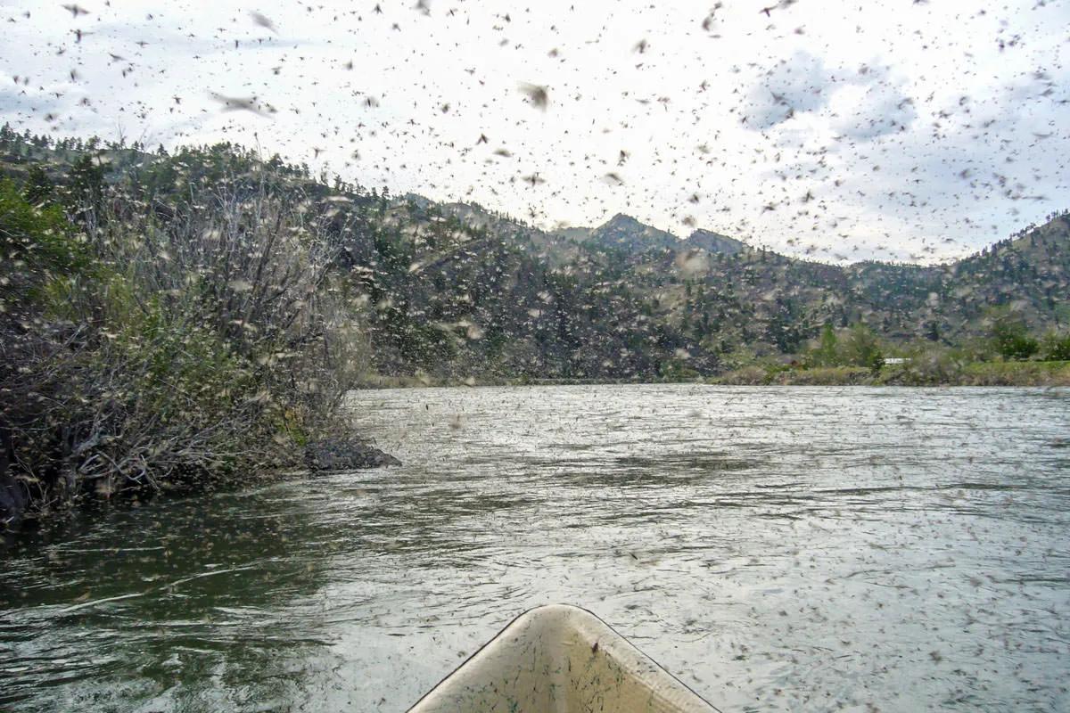 Skating Caddis for Montana Trout Skating Caddis for Montana Trout