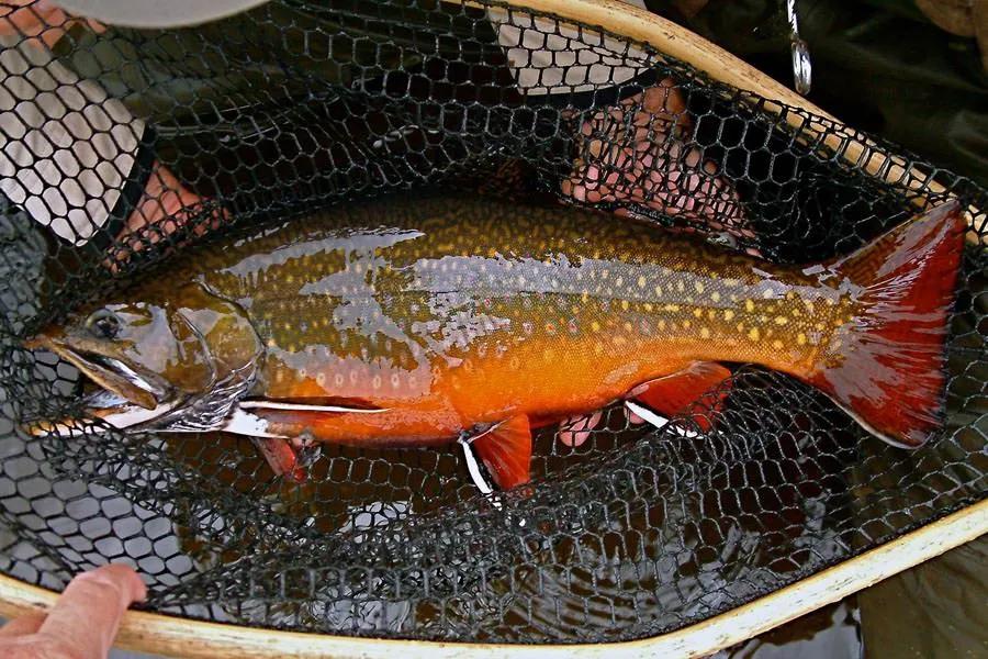 Trophy Labrador Brook Trout