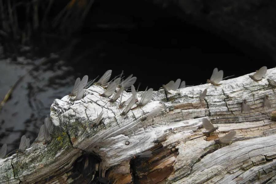 "As water temperatures creep up beatis emerge and the trout experience the first mayfly event of the year. Cool, cast days force the long arduous process of wing drying and the trout respond accordingly."