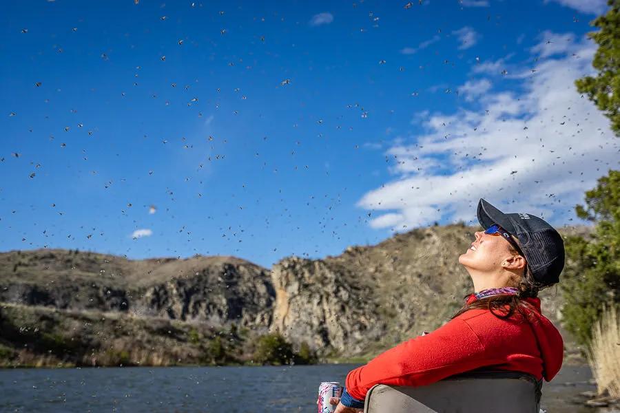 When the sky is filled with caddis you can be sure the trout are eating. When there is a dominate food source you need to be on the water when the emergence occurs and select flies to "match the hatch"