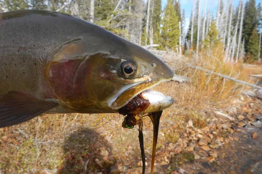 fly fishing montana lakes`