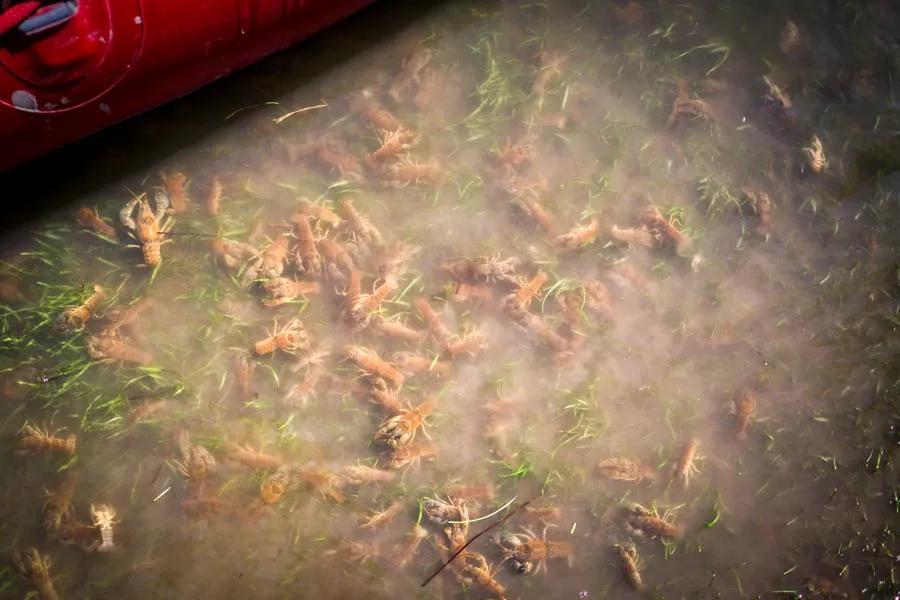 A mass of crayfish surrounds a raft on Montana's Smith River Crayfish can be prolific during the spring season when they lay their eggs