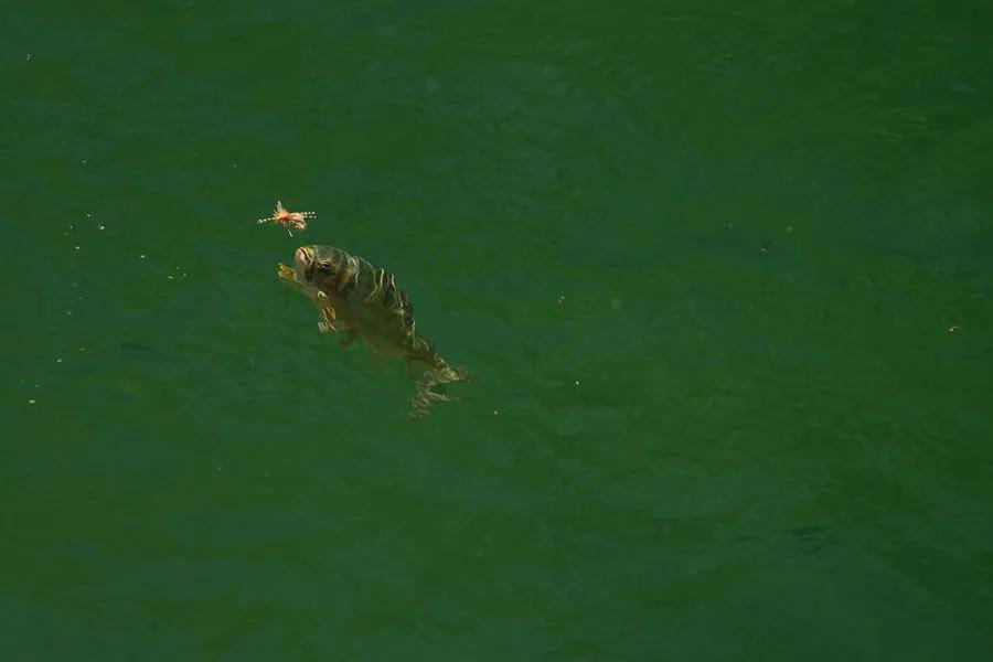 Cutthroat Trout Yellowstone Park