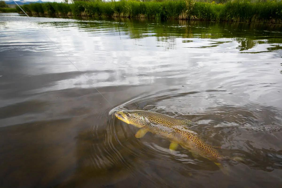 September fly fishing on the Jefferson River September brings cooler temperatures that benefit fish on the Jefferson