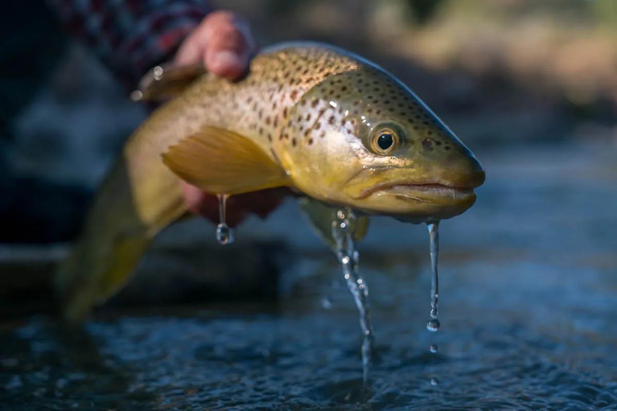 June fishing on the Ruby River Snowmelt typically keeps the Ruby River off color through June, but fish will still bite