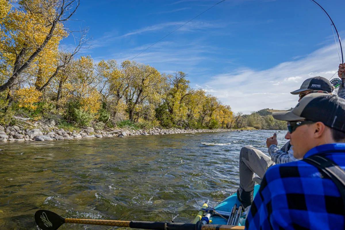 Blue Winged Olives are the primary hatch on the Stillwater in October