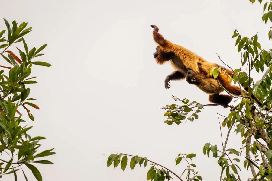 Red Howler monkey in Brazil A red howler monkey leaps from tree to tree while her baby holds on tight!
