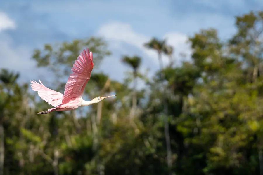 Roseate spoonbill A roseate spoonbill takes to flight. Bird life is incredible along the river.