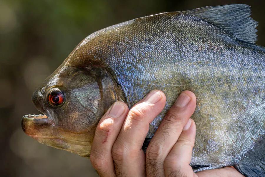 Piranha in Brazil We caught 3 species of piranha during the week. Sometimes intentionally with a handline for entertainment and often by accident. These aggressive fish can give your expensive deceiver patterns a haircut with a quick snap of their jaws.