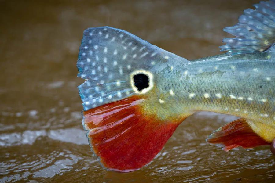Paca peacock bass The "paca" color varient of the temensis species has a unique spotted coloration with a bright maroon lower tail marking. They tend to be a little more streamlined in this color varient and cruise in small, but aggressive hunting schools much like a pack of wolves