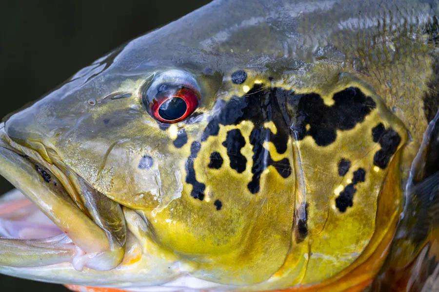 Brazil peacock bass Amazon River Brazil peacock bass Amazon River System