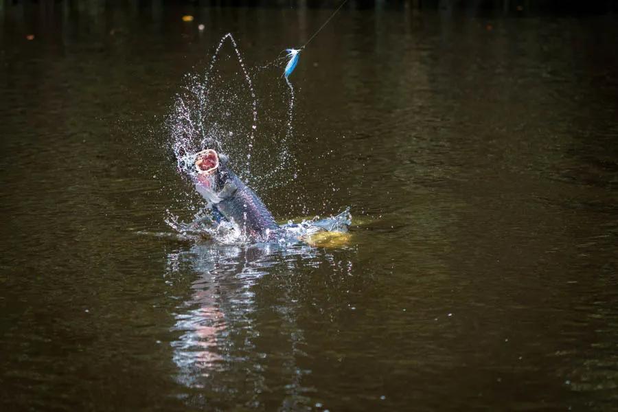 Arapaima jumping David Thompson captured this great photo of a "baby" arapaima throwing the fly. Arapaima frequently jump once hooked.
