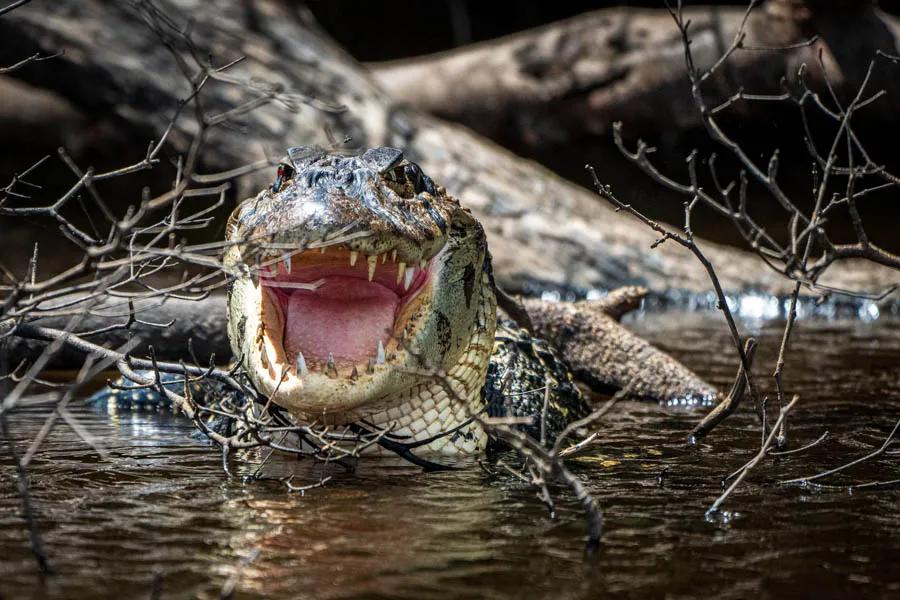Caiman in Brazil It isn't uncommone to observe over 30 caiman per day while out fishing. It is a bit unnerving when they come swimming toward the boat while you are fighting a fish however! Photo: David Thompson, Brickhouse Creative