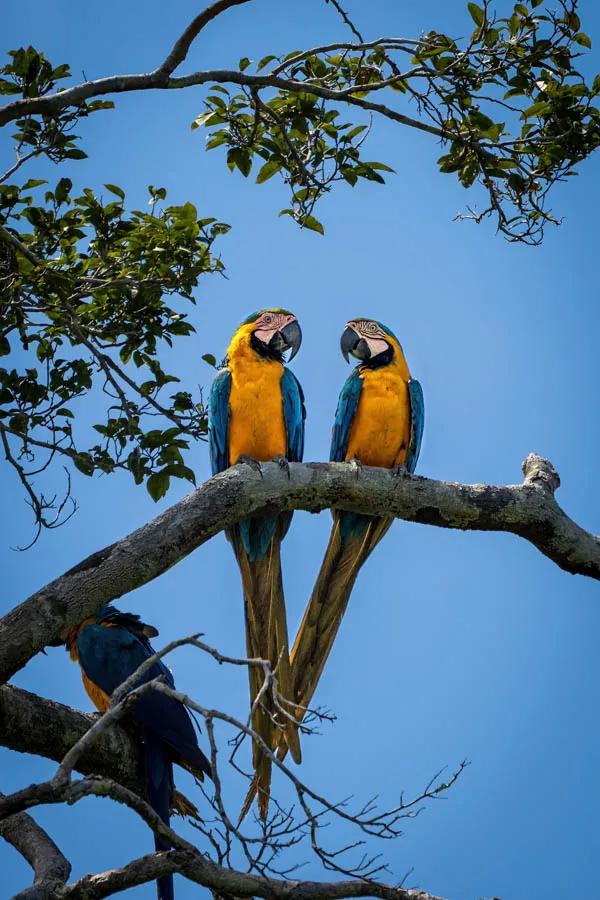 McCaws in Brazil Lovebirds. Blue and yellow mccaws are impossible to ignore with their impressive plumage. Photo: David Thompson, Brickhouse Creative