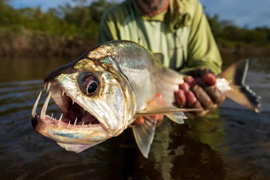 Payara fishing in Brazil The payara or "vampire fish" is one of the most unique fish we encountered with its massive canine like teeth. Photo: David Thompson, Brickhouse Creative