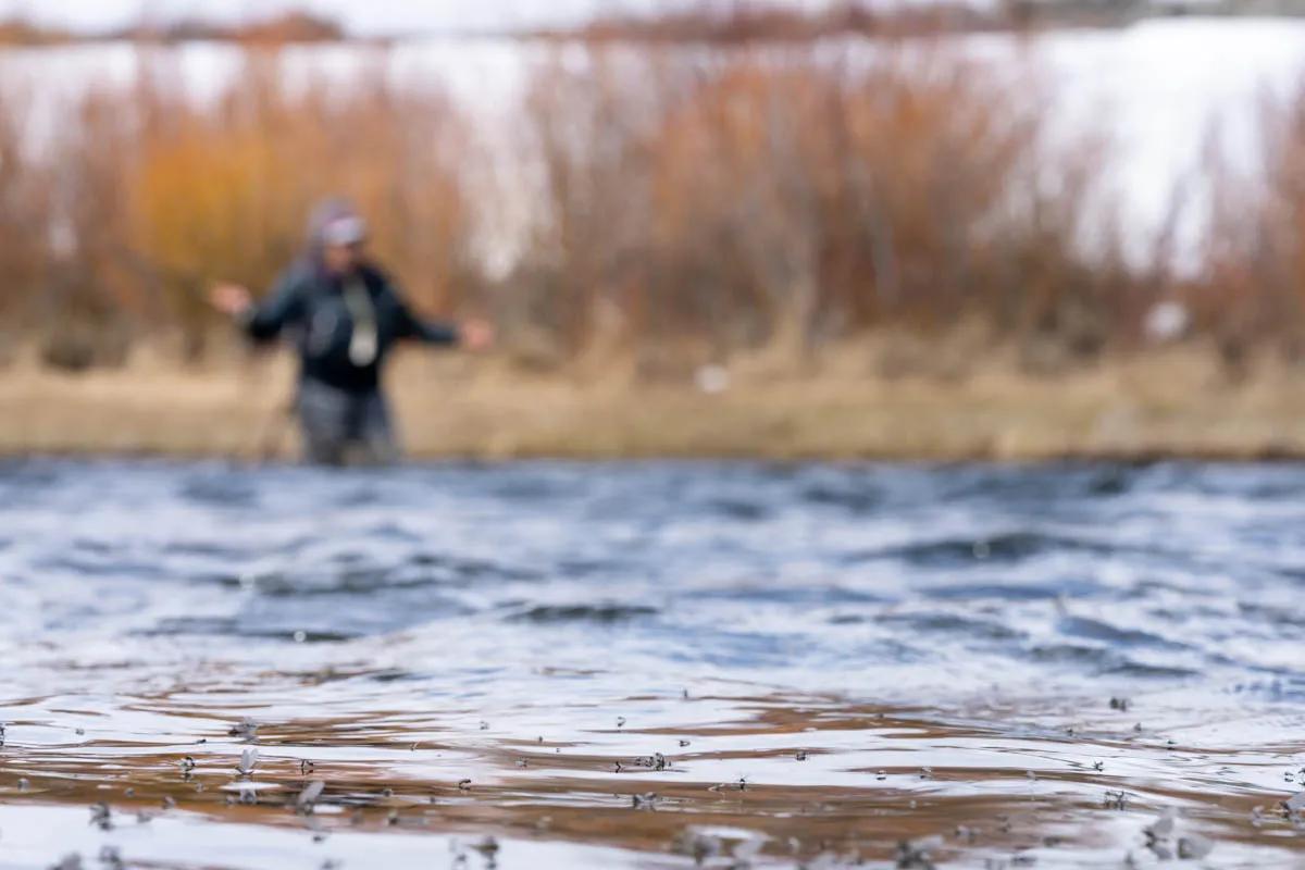 An angler fishes a midge hatch during April in Montan An angler fishes a midge hatch during April in Montana