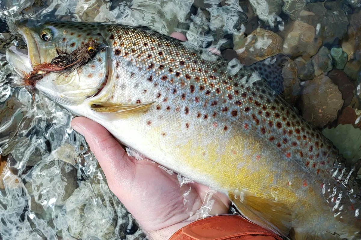 Rio Simpson brown trout Brown trout on the Rio Simpson were willing to take streamers