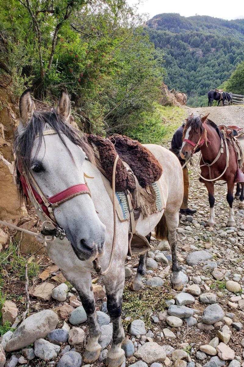 Horsepacking in Patagonia On our last day at Magic Waters Lodge we travelled via horseback to reach a remote stretch of the Rio Mogote
