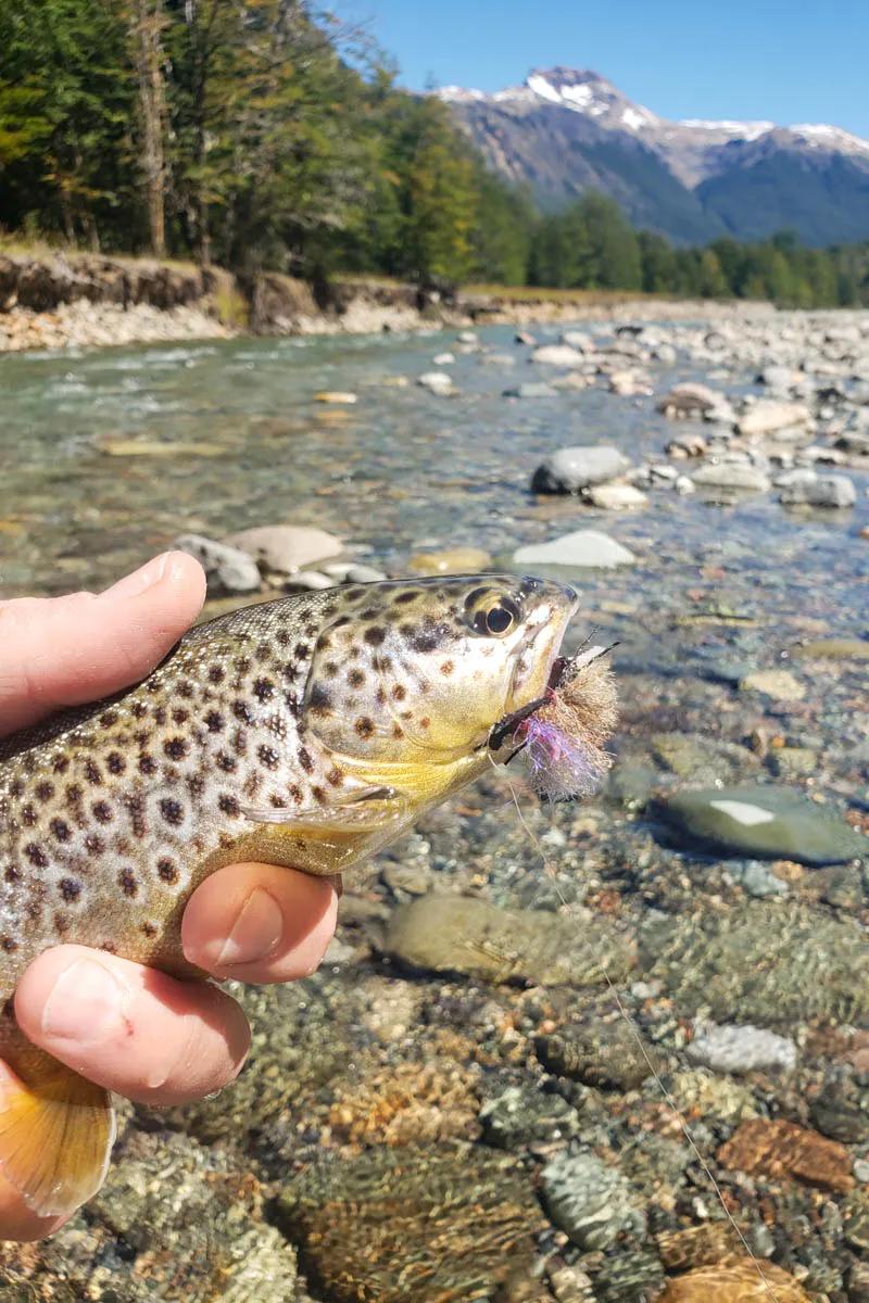 Rio Mogote brown trout Favorable conditions on the Rio Mogote had the trout looking up and taking dry flies
