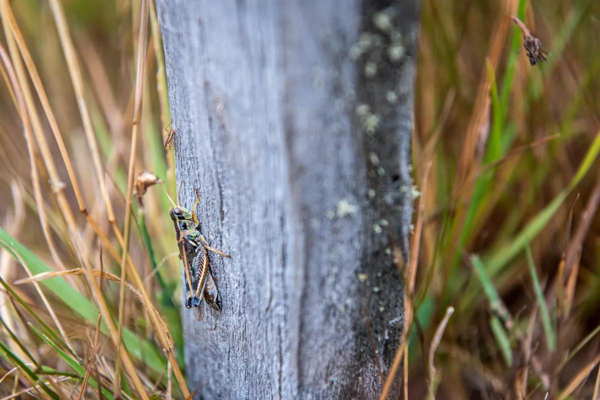 Rio Arco grasshopper A grasshopper clings to a fence post in the high grasses lining the Rio Arco