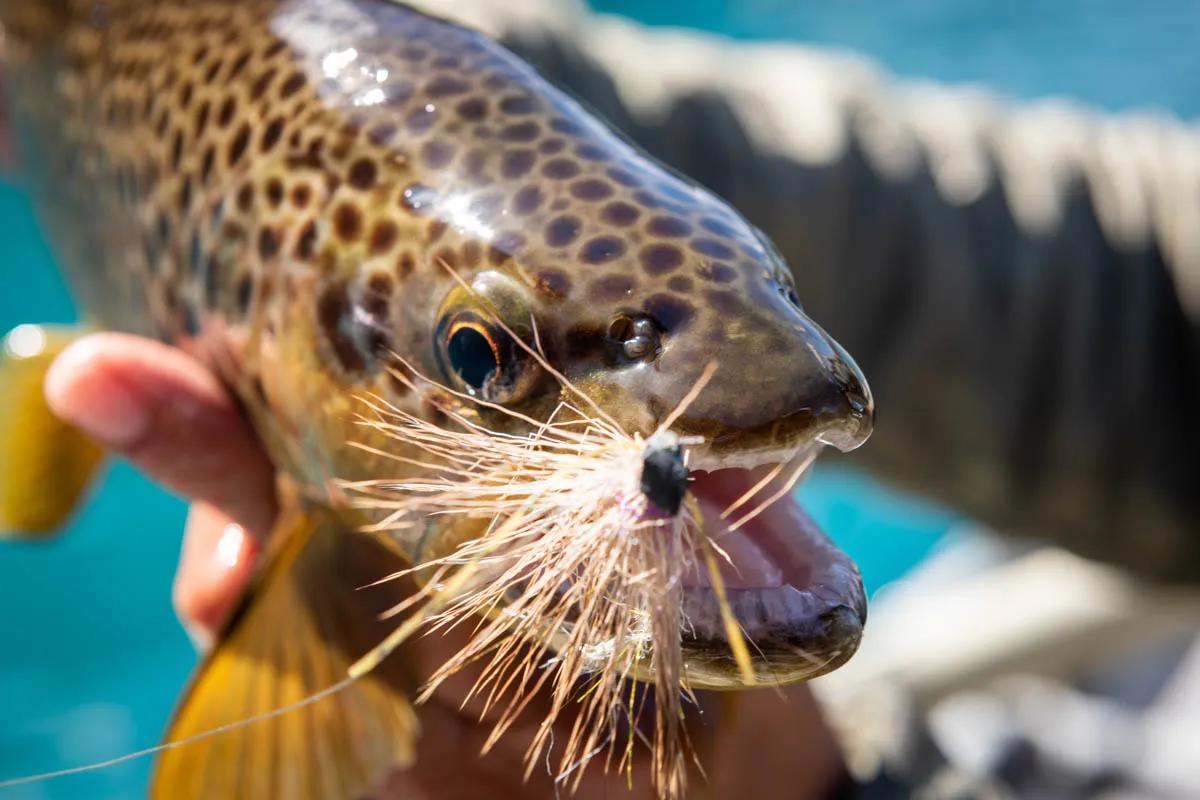 Lago Azul brown trout This Lago Azul brown trout took a beetle pattern on the surface