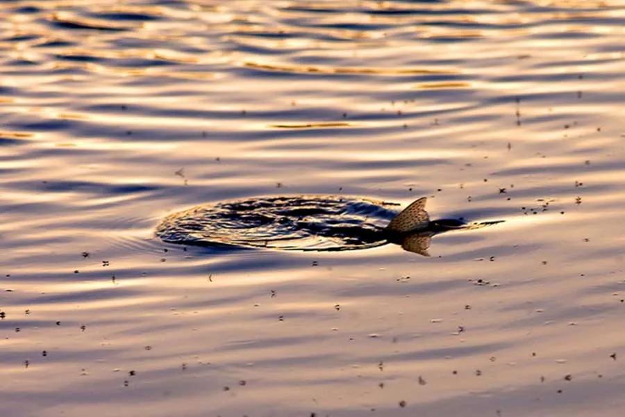 Spring hatches provide for some of the best match-the-hatch dry fly fishing of the year!