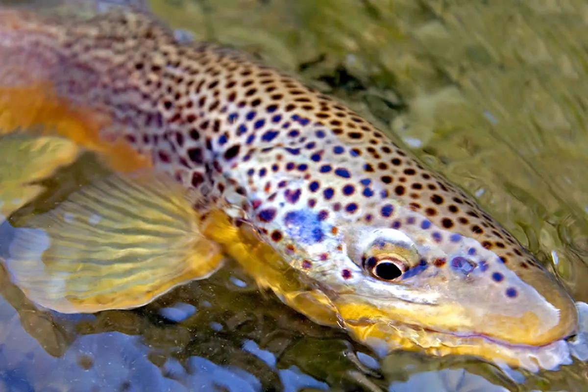 Big browns love the rain. Rain helps to lower water temperatures as well as increased dissolved oxygen. The lower light conditions during storms are also preferred by big browns.