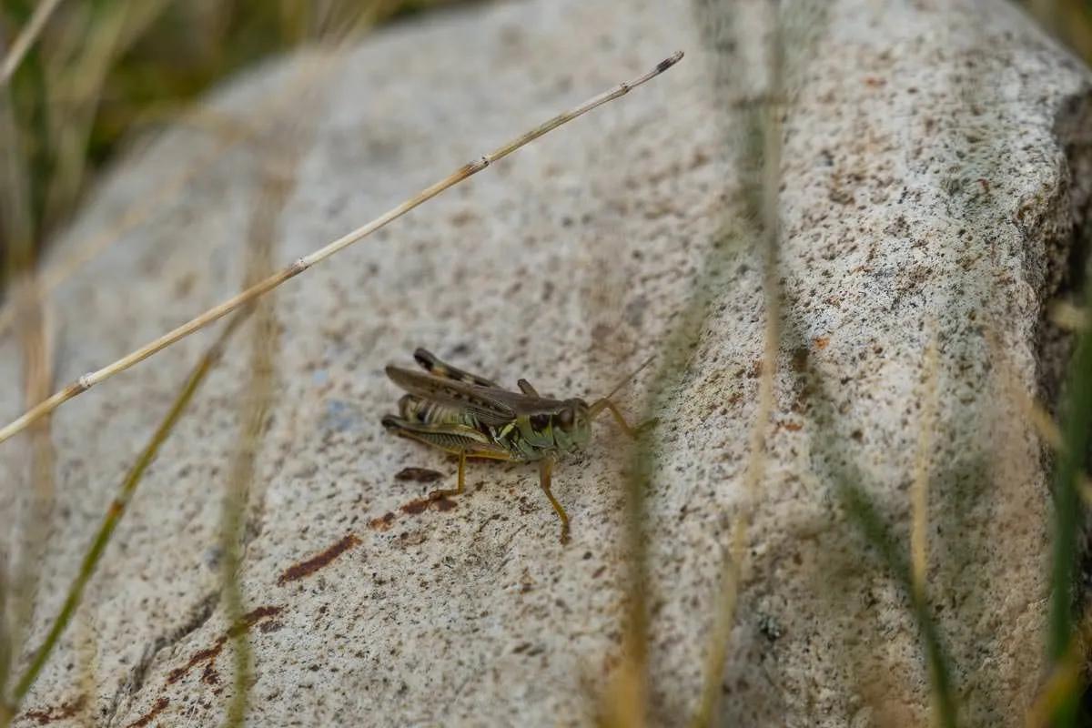 Hoppers might just be the top of the list when it comes to "yummy trout snacks". Many anglers that find success at the terrestrial game have come to realize that adding some action to your hopper can produce big results. Its all about the "twitch"!