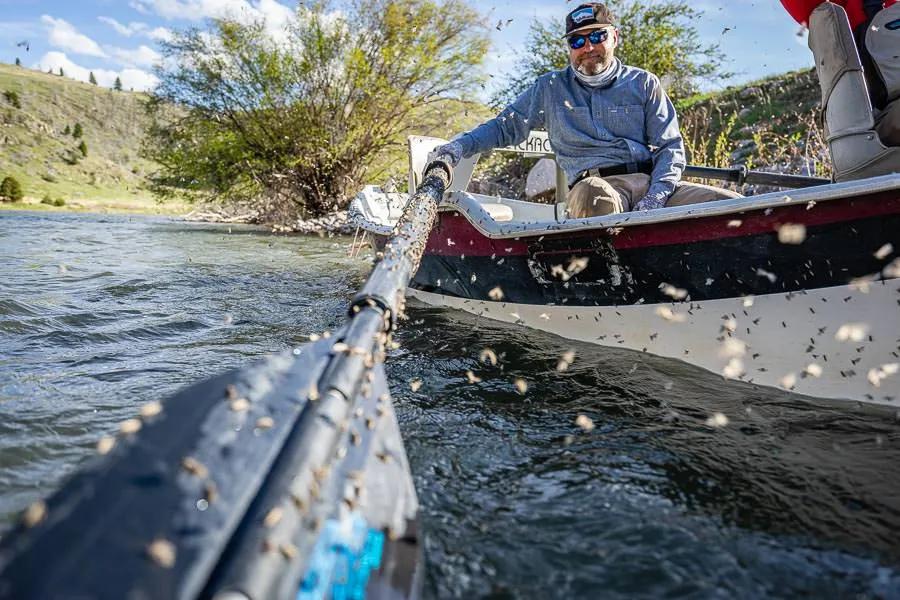 The Mother's Day Caddis hatches in prolific numbers in early May.