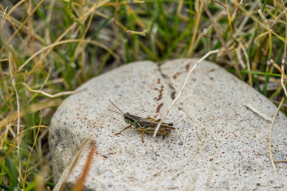 Hoppers are often less active in the mornings. As the day heats up their metabolism increases and they begin to fly and move. This also tends to coincide with strong winds. If you try hopper fishing and aren't effective - keep trying it later in the day. Often trout will suddenly turn onto hoppers.