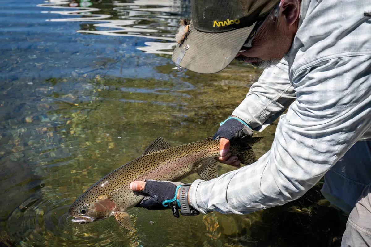 Rainbow trout fight well in the waters of Lago Rivadavia. Rainbow trout fight well in the waters of Lago Rivadavia.