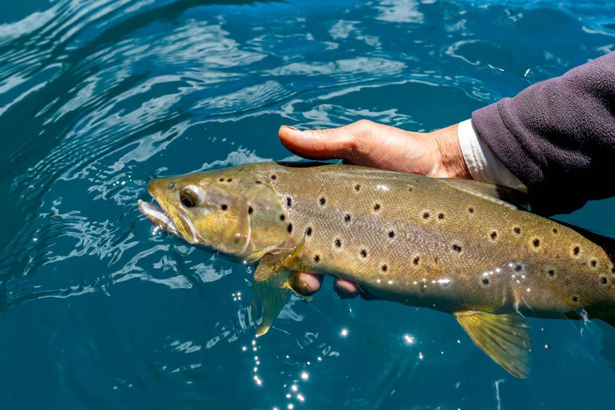 Most brown trout caught throughout the week were caught on streamers. Most brown trout caught throughout the week were caught on streamers.