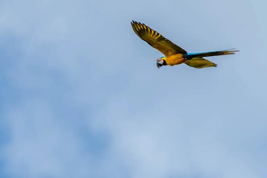Brazil mccaws Colorful mccaws are frequently observed flying overhead or squaking from trees
