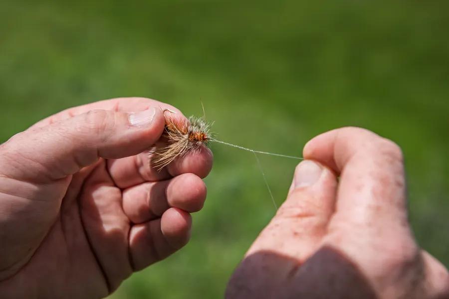 Stimulators are a great choice for fly fishing the Smith River. 