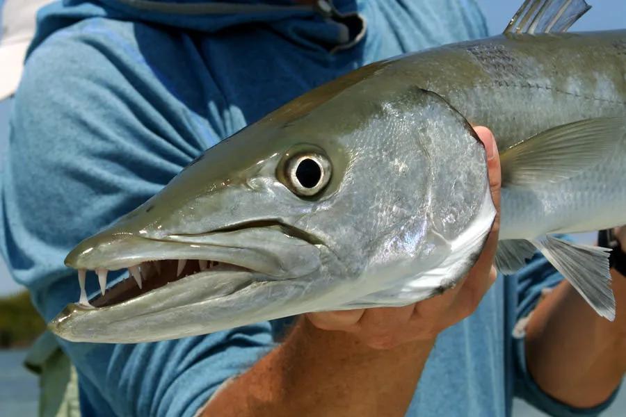 Several members of our party landed barracuda on the fly during our hosted week. These are great sport fish and produce explosive takes. It is always a good idea to have a needlefish fly on the end of a wire leader for these toothy critters on hand.