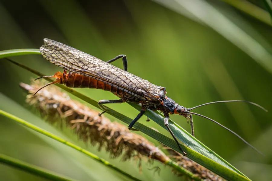 Salmonflies and stoneflies make up a massive part of a trout's diet in early July.