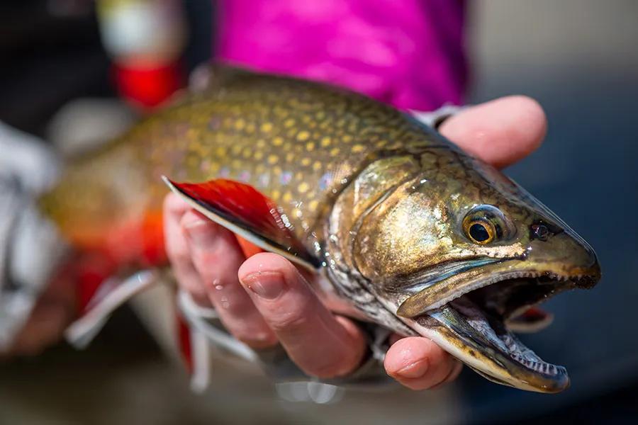 Brook trout are often overlooked by anglers visiting Montana, but trophy fish do exist in the state. Brook trout are often overlooked by anglers visiting Montana, but trophy fish do exist in the state.