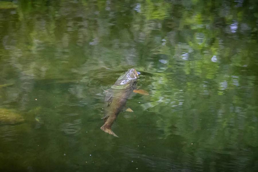 Brown trout rises in New Zealand Brown trout rises in New Zealand