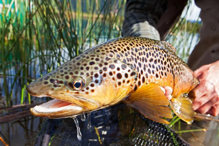 Patagonia Brown Trout Fishing