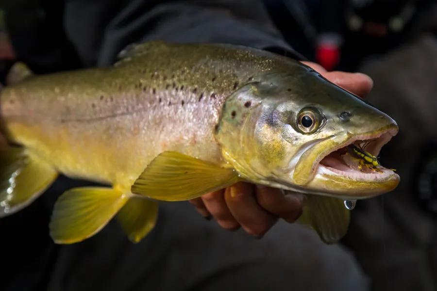 Patagonia Brown Trout