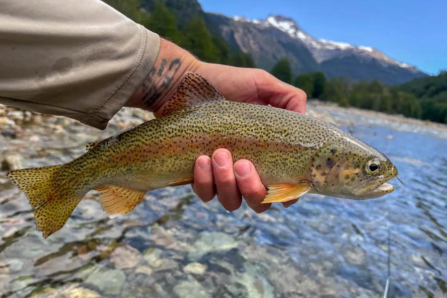 Patagonia Guided Fly Fishing Patagonia Small Stream Wade Fishing