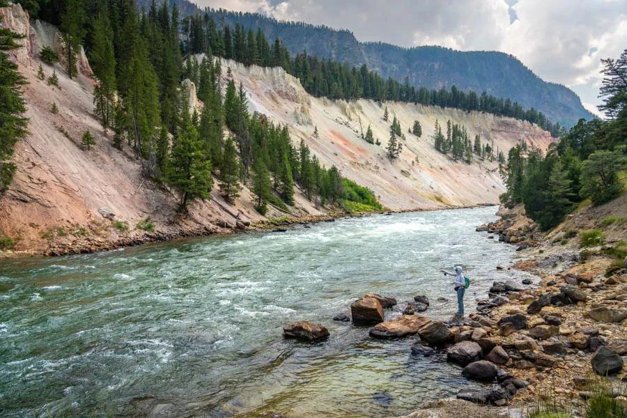 Fly fishing Yellowstone National Park for trout The Yellowstone River in Yellowstone National Park is truly a national treasure. From the spring-creek like water just downstream of Yellowstone Lake to the rugged canyon sections, it is unlike any river in the West.
