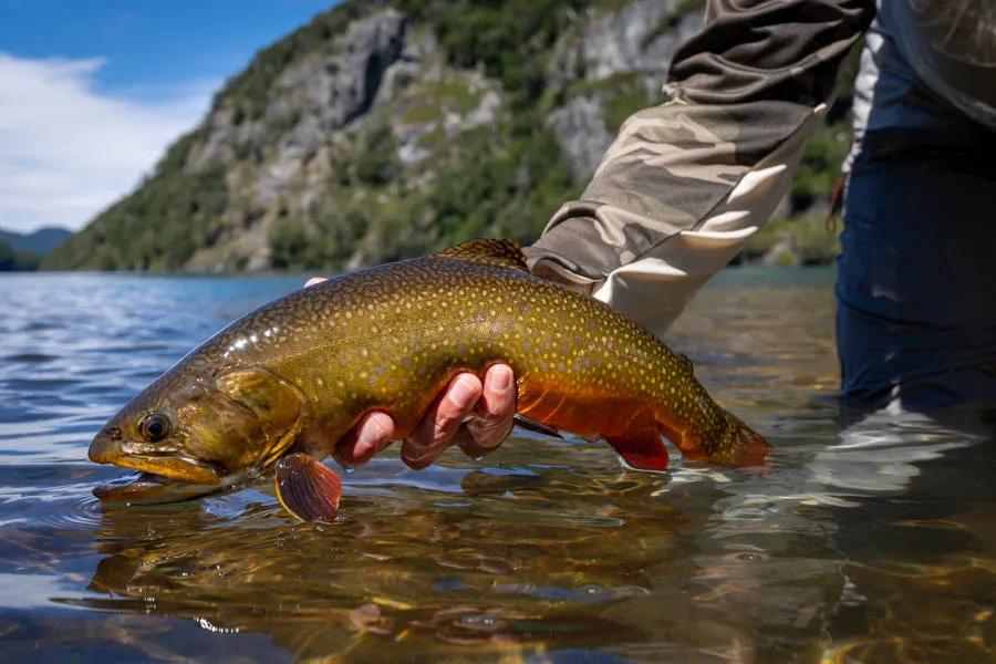 Fly fishing trips for trout in Montana and throughout the world Trout need three basic things: oxygen, cover, and food. Understand how they use these things and catch more fish.