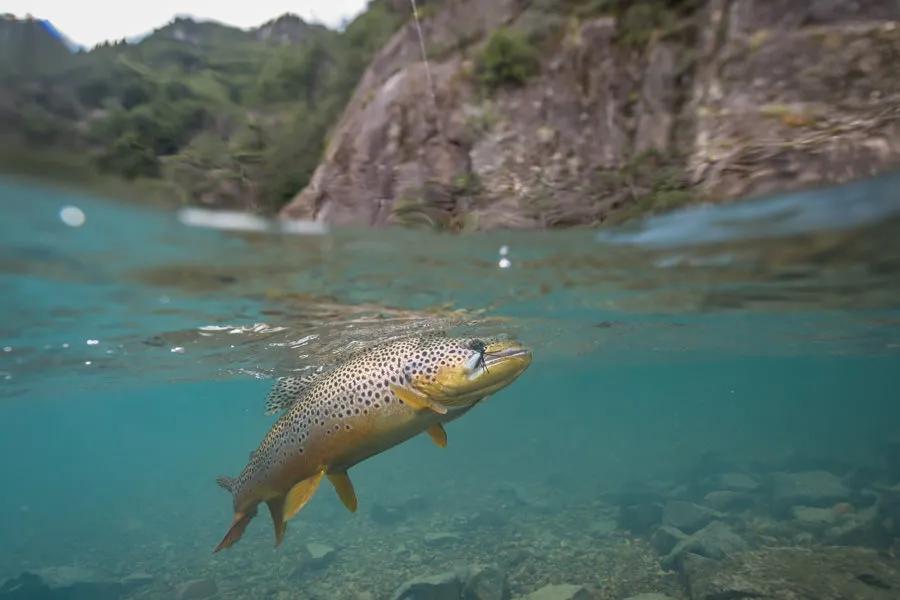 Fly fishing trips in Montana and Patagonia Big trout can be found anywhere there is plenty of food