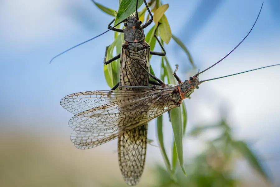Fly fishing trips near Bozeman and Big Sky, Montana Salmonflies on the Yellowstone River near Big Sky and Bozeman, Montana