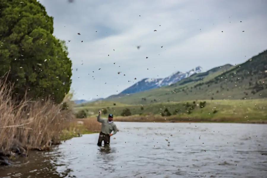 Fly fishing during a thick hatch on the Yellowstone River near Bozeman, Montana The Mother's Day caddis hatch on the Yellowstone River is a matter of being in the right place at the right time and with a river that is in fishable conditions.