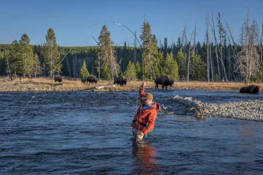 Yellowstone National Park fly fishing trips in Yellowstone National Park Fly fishing the Madison River in Yellowstone National Park often means you are fishing amongst wild animals like bison and elk. The scenery is gorgeous and the aura of fishing in Yellowstone National Park is fully experienced while on the Madison River.