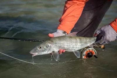 Bonefishing on South Andros Island