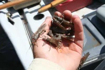 Madison River Salmonflys